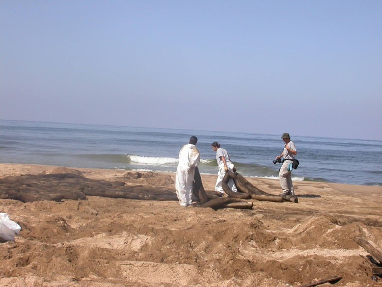 Volunteers Working on the beaches