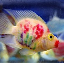 Even Fish have to suffer to look Beautiful and Pretty